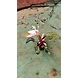Pink Princess 4 Inch-PinkPrincess4Inch-sm