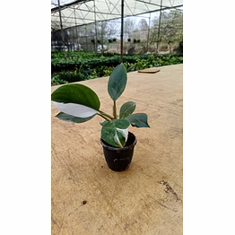 philodendron white wizard 4 inch