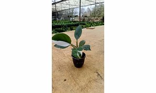 Philodendron White wizard 4 Inch