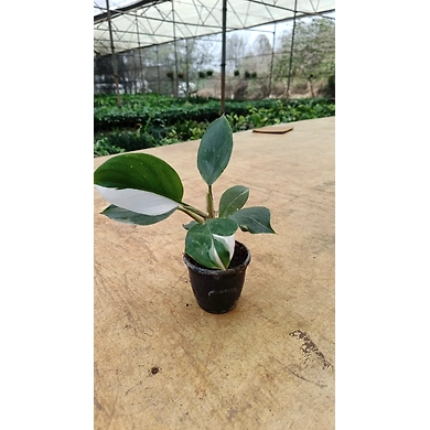 Philodendron White wizard 4 Inch-PhilodendronWhitewizard4Inch