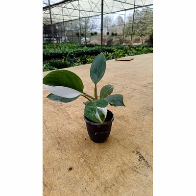 philodendron white wizard 4 inch