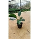 Philodendron White wizard 4 Inch-PhilodendronWhitewizard4Inch-sm