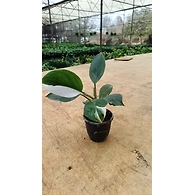 Philodendron White wizard 4 Inch
