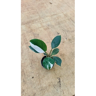 Philodendron White wizard 4 Inch-1