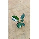 Philodendron White wizard 4 Inch-1-sm