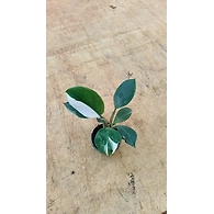 Philodendron White wizard 4 Inch