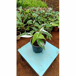 white princess 4 inch