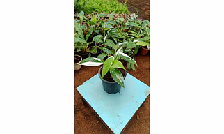 White Princess 4 Inch