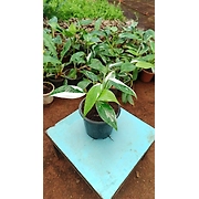 White Princess 4 Inch