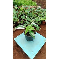 White Princess 4 Inch