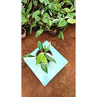 White Princess 4 Inch