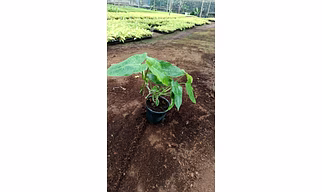 Paradise Vardo 4 Inch