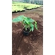 Paradise Vardo 4 Inch-ParadiseVardo4Inch-sm