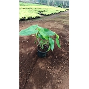 Paradise Vardo 4 Inch