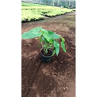 Paradise Vardo 4 Inch