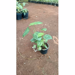 paradise vardo 6 inch