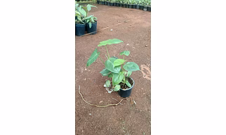 Paradise Vardo 6 Inch