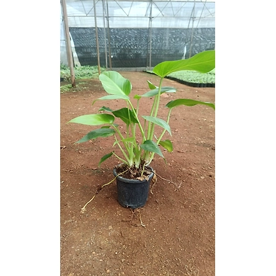 Paradise Vardo 6 Inch-1