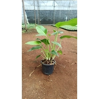 Paradise Vardo 6 Inch