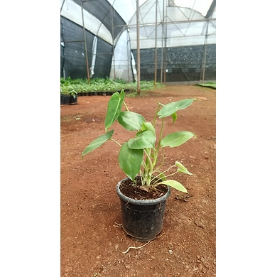 Paradise Vardo 6 Inch-2
