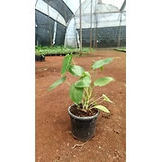 Paradise Vardo 6 Inch