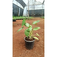 Paradise Vardo 6 Inch