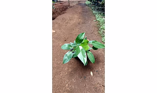 Burly Max Plant 6 Inch