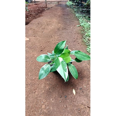 Burly Max Plant 6 Inch-BurlyMaxPlant6Inch