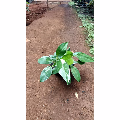 burly max plant 6 inch
