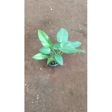 Burly Max Plant 6 Inch-1
