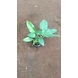 Burly Max Plant 6 Inch-1-sm