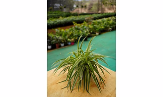 Spider Plant 6 Inch