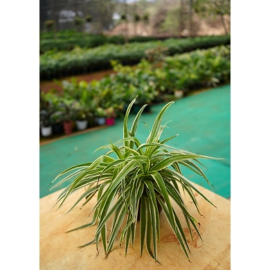 Spider Plant 6 Inch-SpiderPlant6Inch