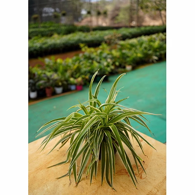 spider plant 6 inch