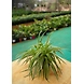 Spider Plant 6 Inch-SpiderPlant6Inch-sm