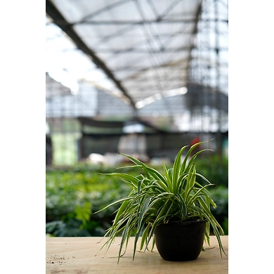 Spider Plant 6 Inch-1