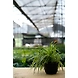 Spider Plant 6 Inch-1-sm