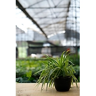 Spider Plant 6 Inch