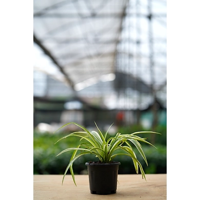 Spider Plant 6 Inch-2