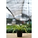 Spider Plant 6 Inch-2-sm