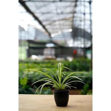 Spider Plant 6 Inch-3