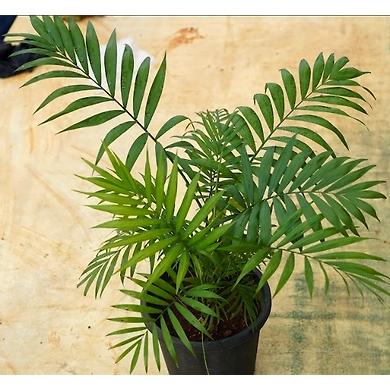 Bamboo Palm 6 Inch-BambooPalm6Inch