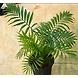 Bamboo Palm 6 Inch-BambooPalm6Inch-sm