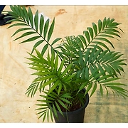 Bamboo Palm 6 Inch