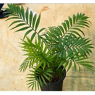 Bamboo Palm 6 Inch