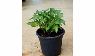 Syngonium Green Plant-4 Inch