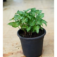Syngonium Green Plant-4 Inch