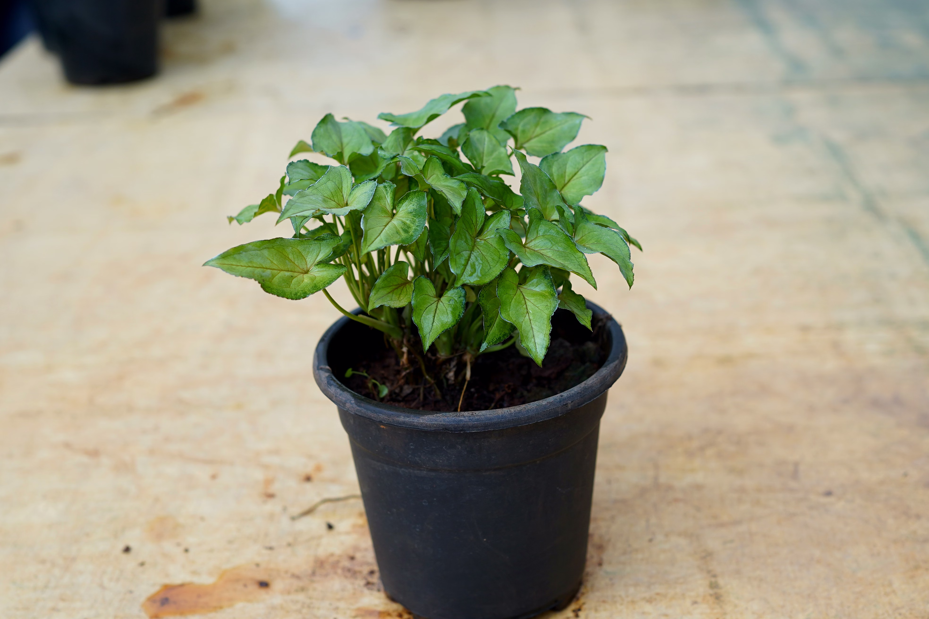 Syngonium Green Plant-4 Inch image 2