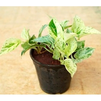 Money Plant Marbel 4 Inch-MoneyplantMarbel4Inch