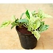Money Plant Marbel 4 Inch-MoneyplantMarbel4Inch-sm